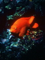   Catalina Island Garibaldi California State Fish  
